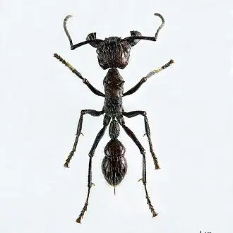 Profile image of 총탄개미