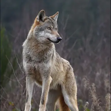 Profile image of 늑대