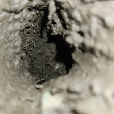 Profile image of The Rabbit