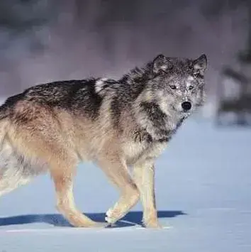 DampSwan8585의 Animal School