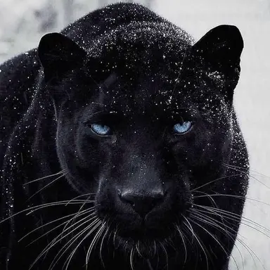 Profile image of 코반