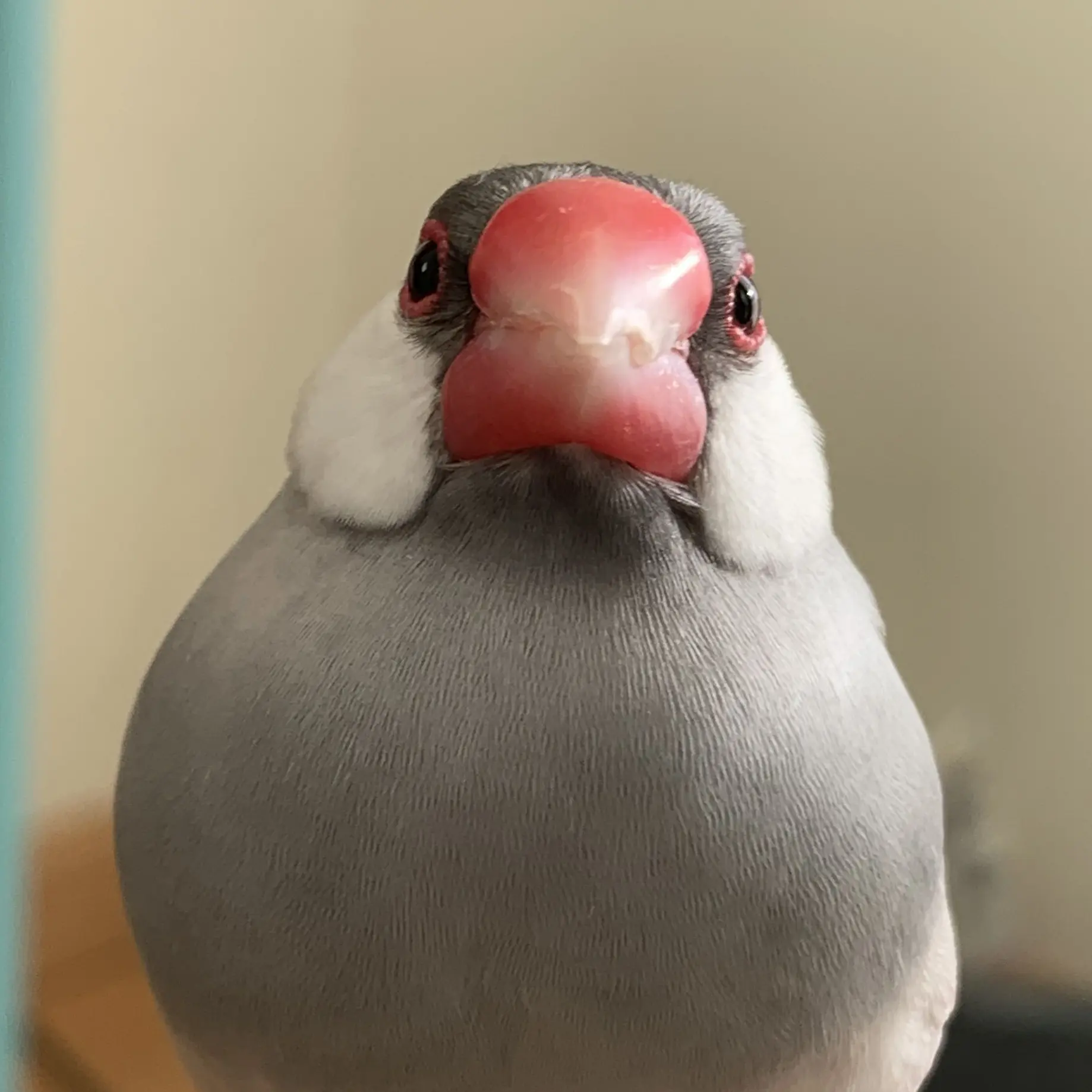 Bombird-e-의 文鳥ちゃんとあそぼ