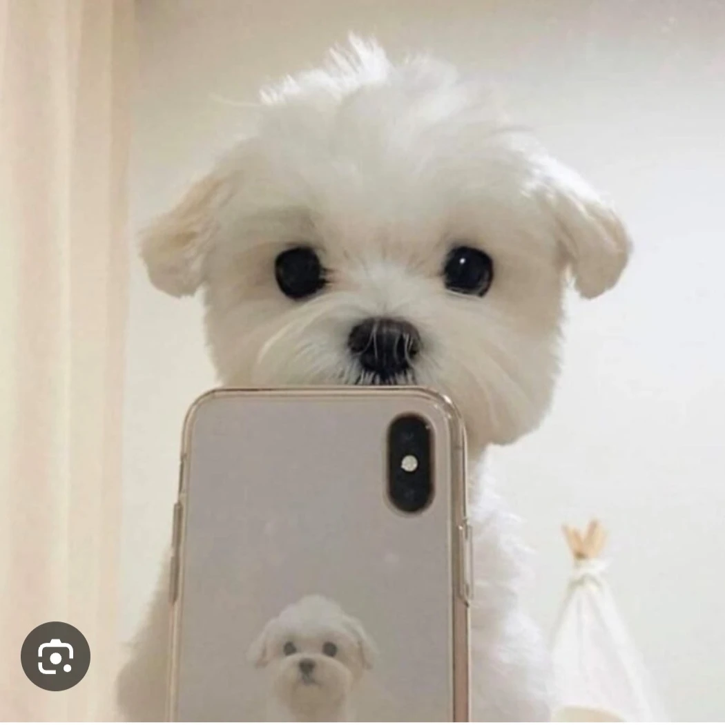 진개성