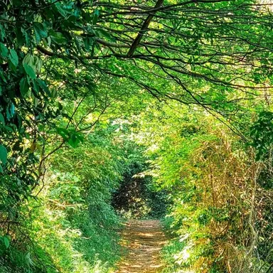 Profile image of 정공룡