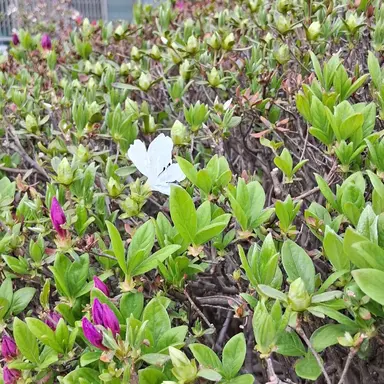 Profile image of 공룡