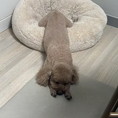 Profile image of 강승현