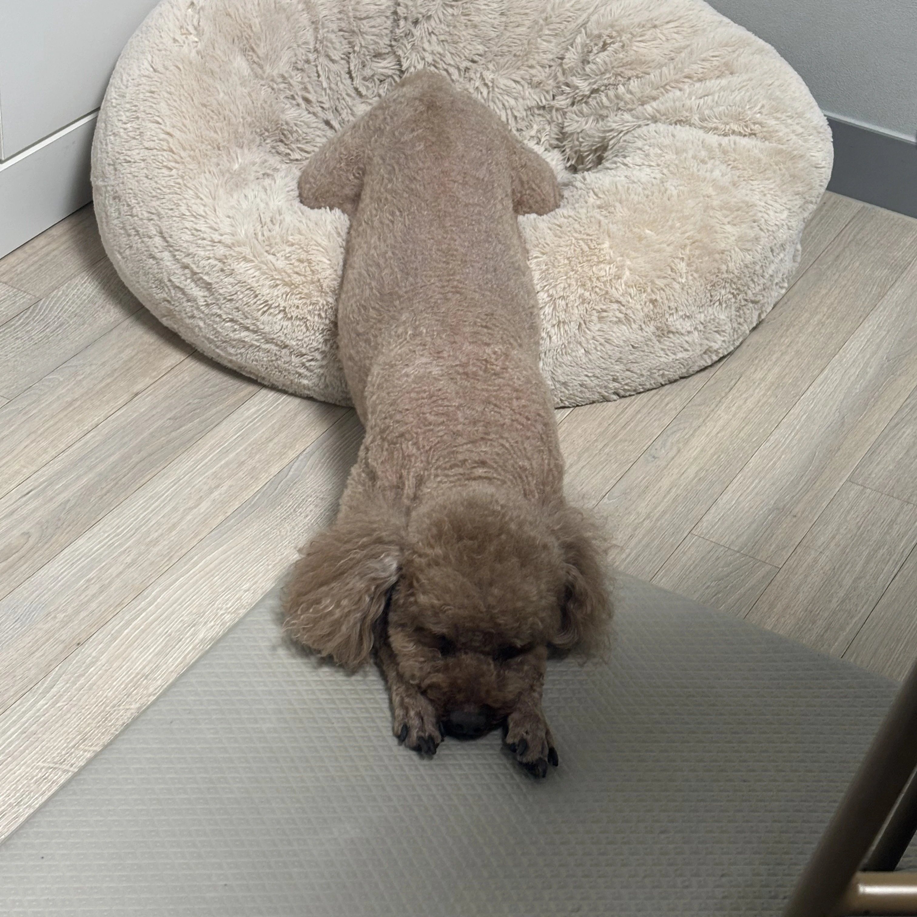 강승현