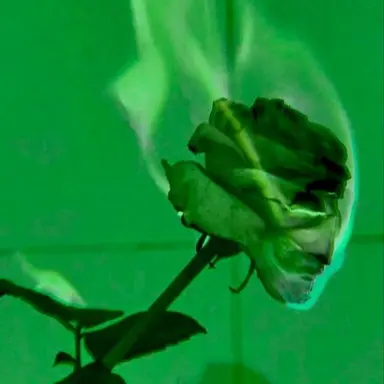 Profile image of 공룡