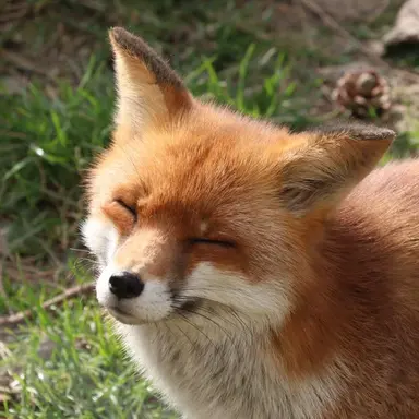 Profile image of 여우