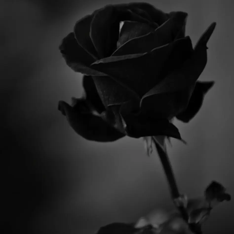rast의 L