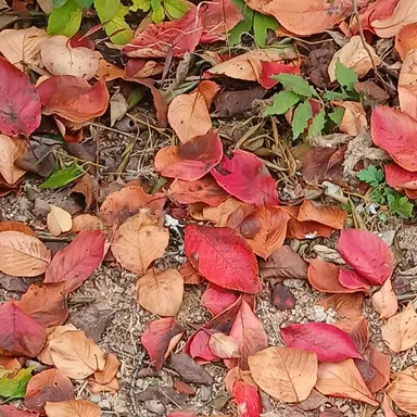 Profile image of 남자 버튜버