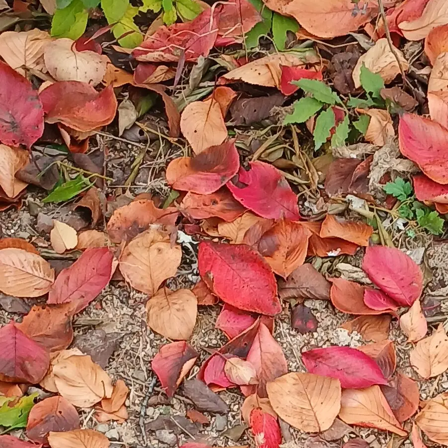 K1015의 남자 버튜버들2