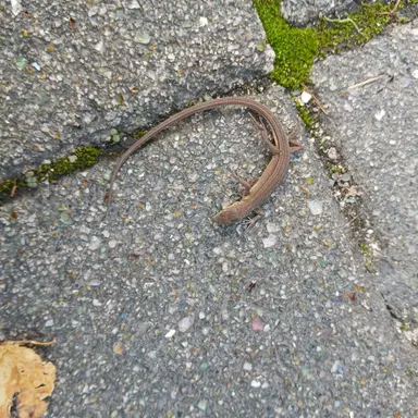 Profile image of 이블리스