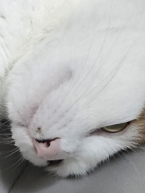 욕배틀 대표 이미지