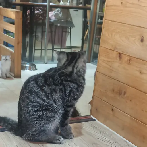 SNU12의 고양이 카페..?