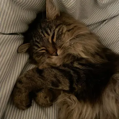 Profile image of 로베트