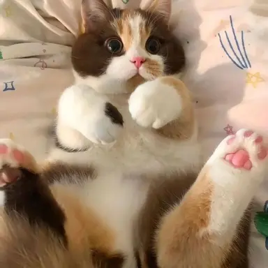 Profile image of 베리