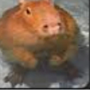 비버