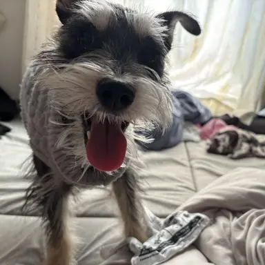 Profile image of アンチ