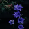 Profile image of 연량