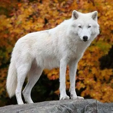 Profile image of 늑대