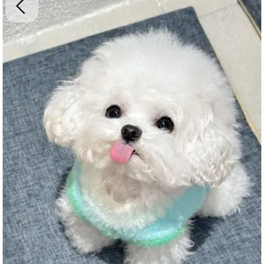 Profile image of 금이