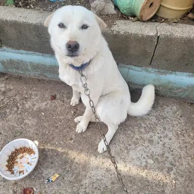 Profile image of 강아지 진상 도둑