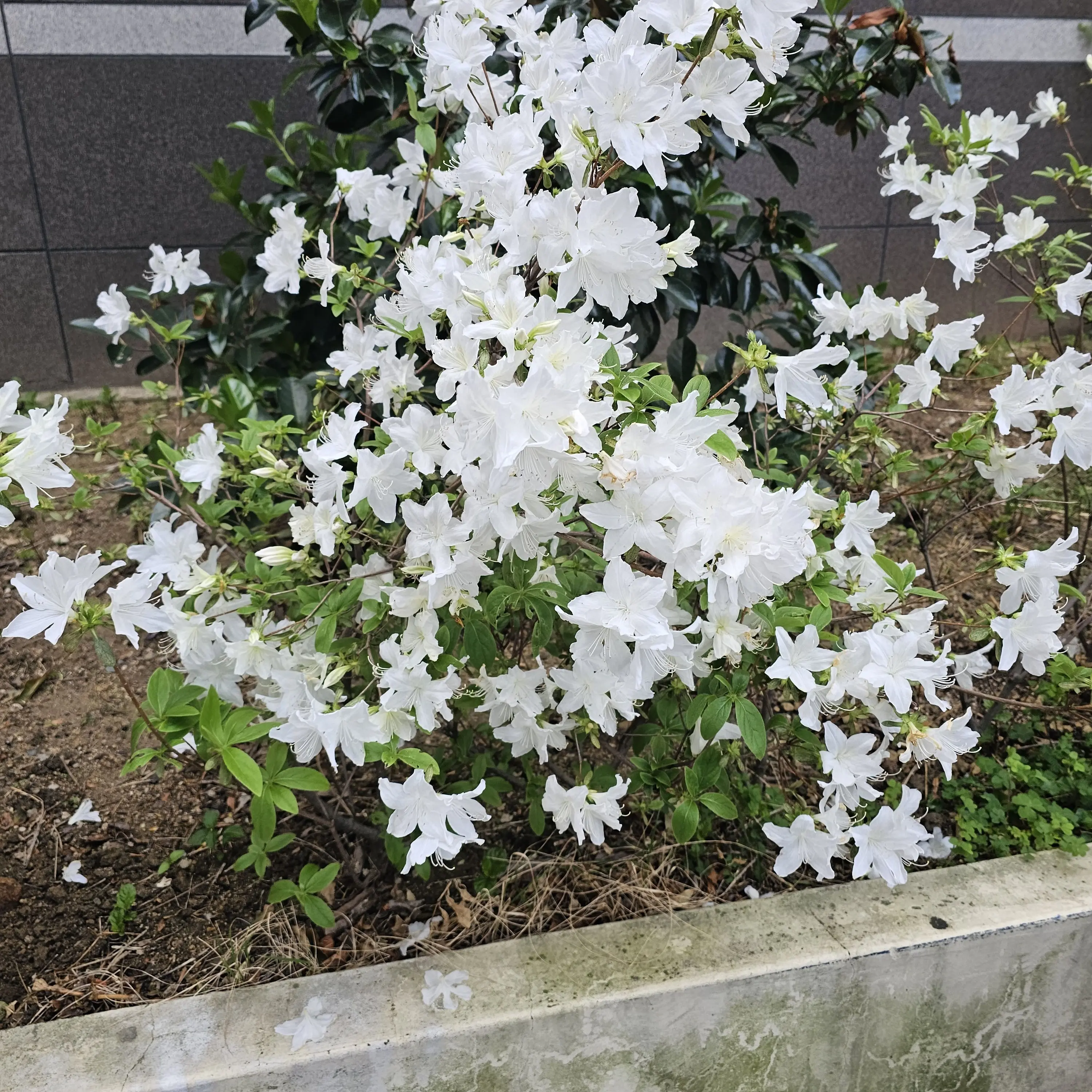clclclccl의 자해를하는 쉐밀