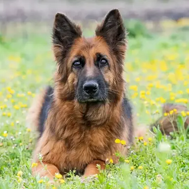 Profile image of Milo