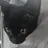 검정 고양이