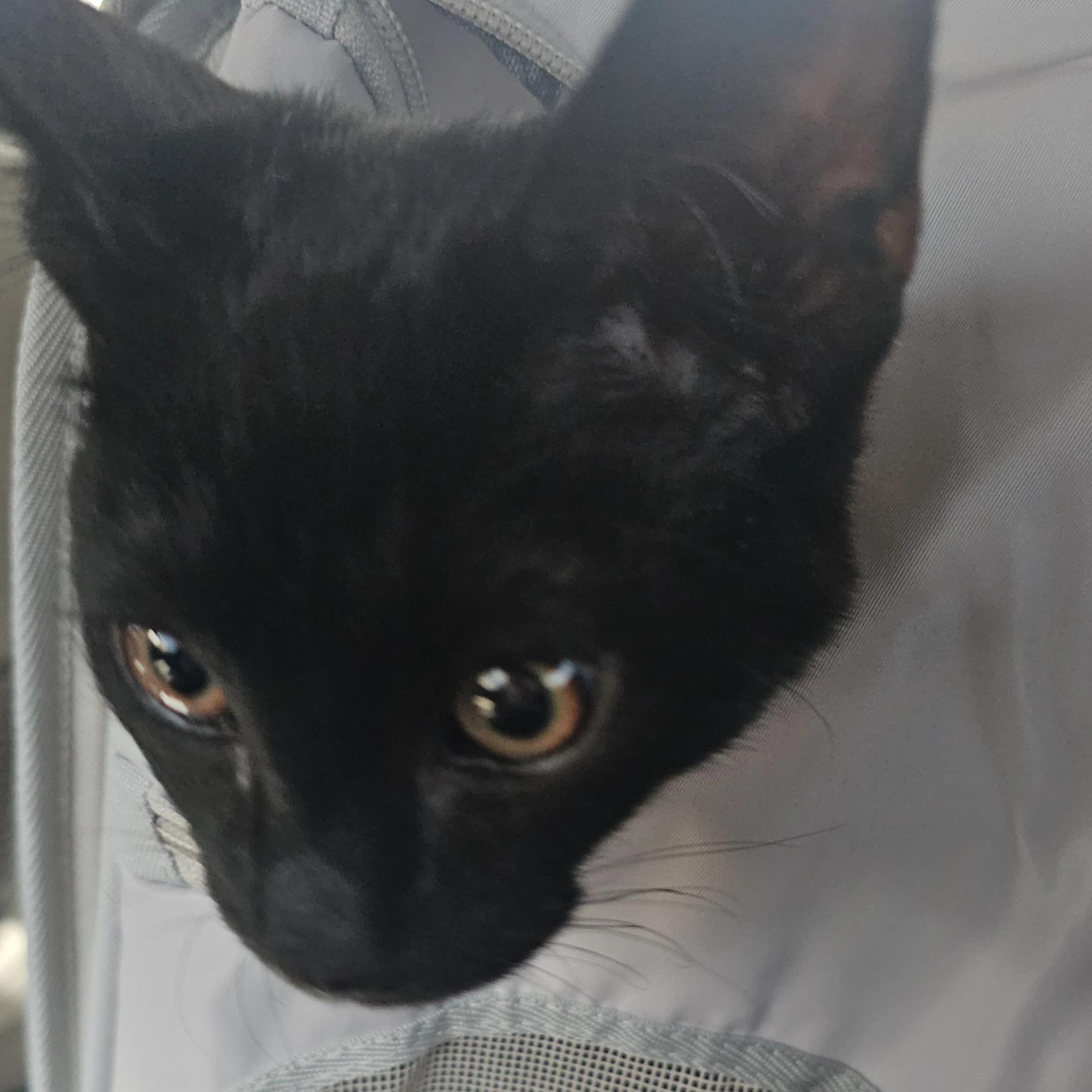 검정 고양이