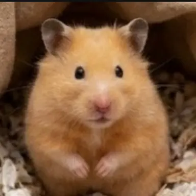 Profile image of ソン・ハヨン