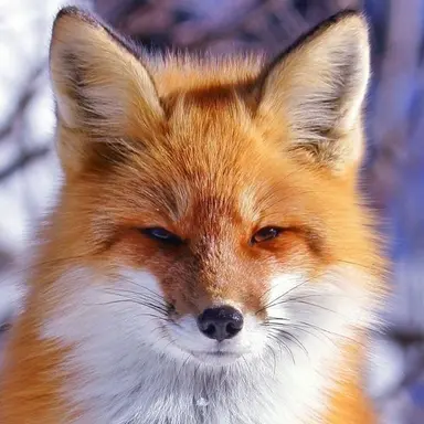 Profile image of 여우