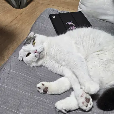 Profile image of 픽셀뜰 아이돌