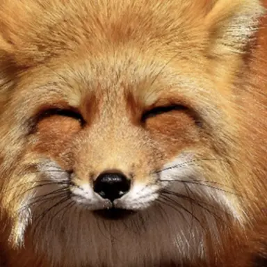 Profile image of キツネ