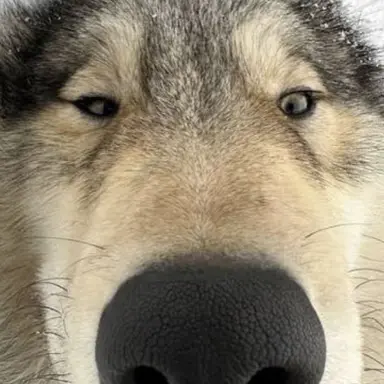 Profile image of オオカミ