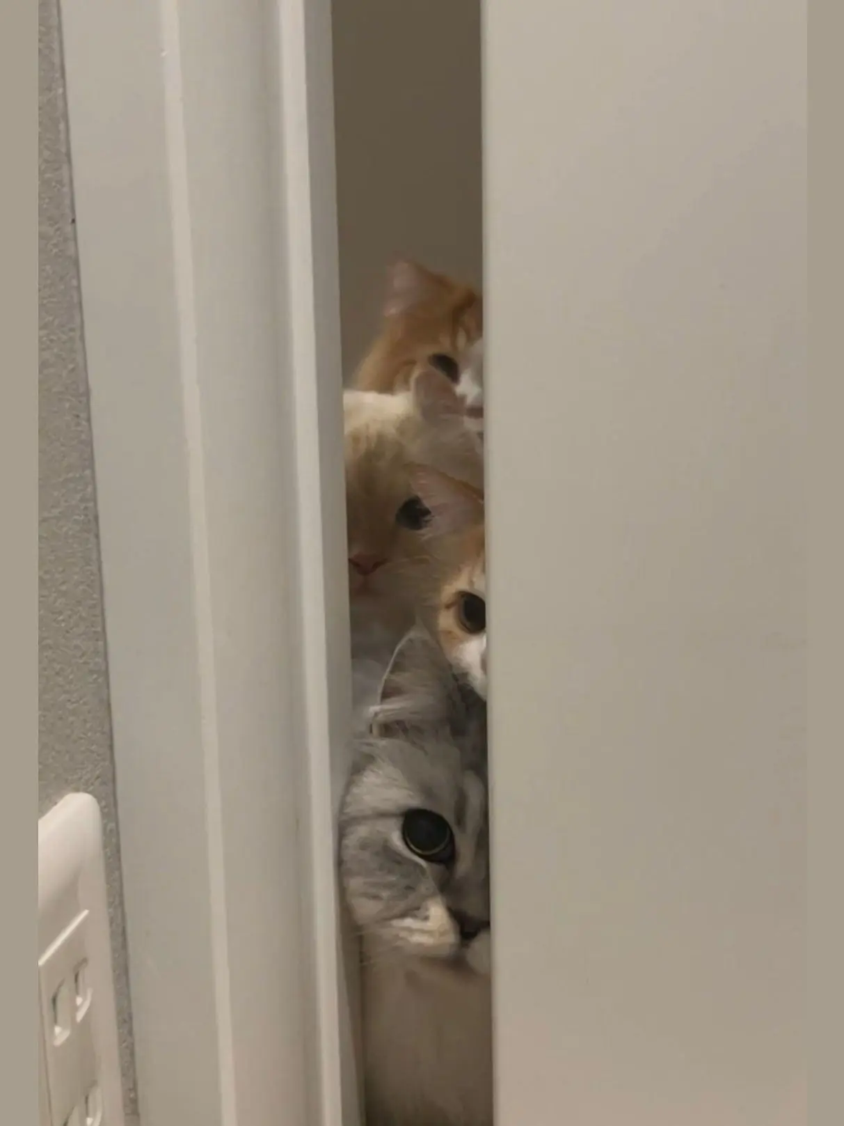 ClumsyHate5250의 拾ってください。