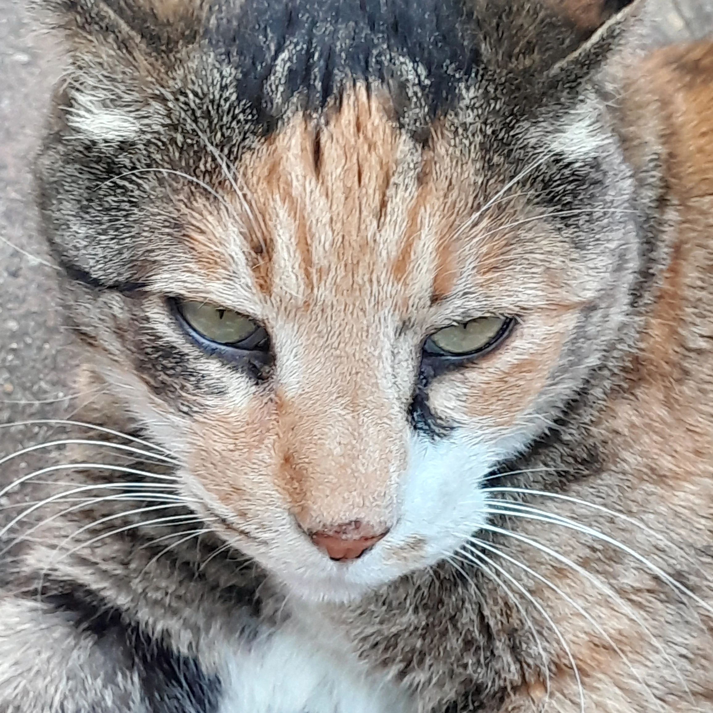레이루