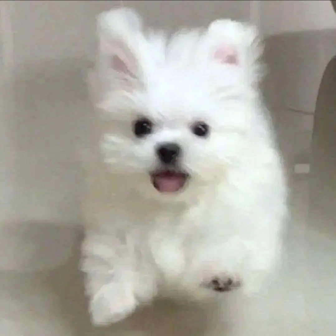 WellPaint2384의 류