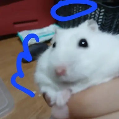 Profile image of 모찌엘