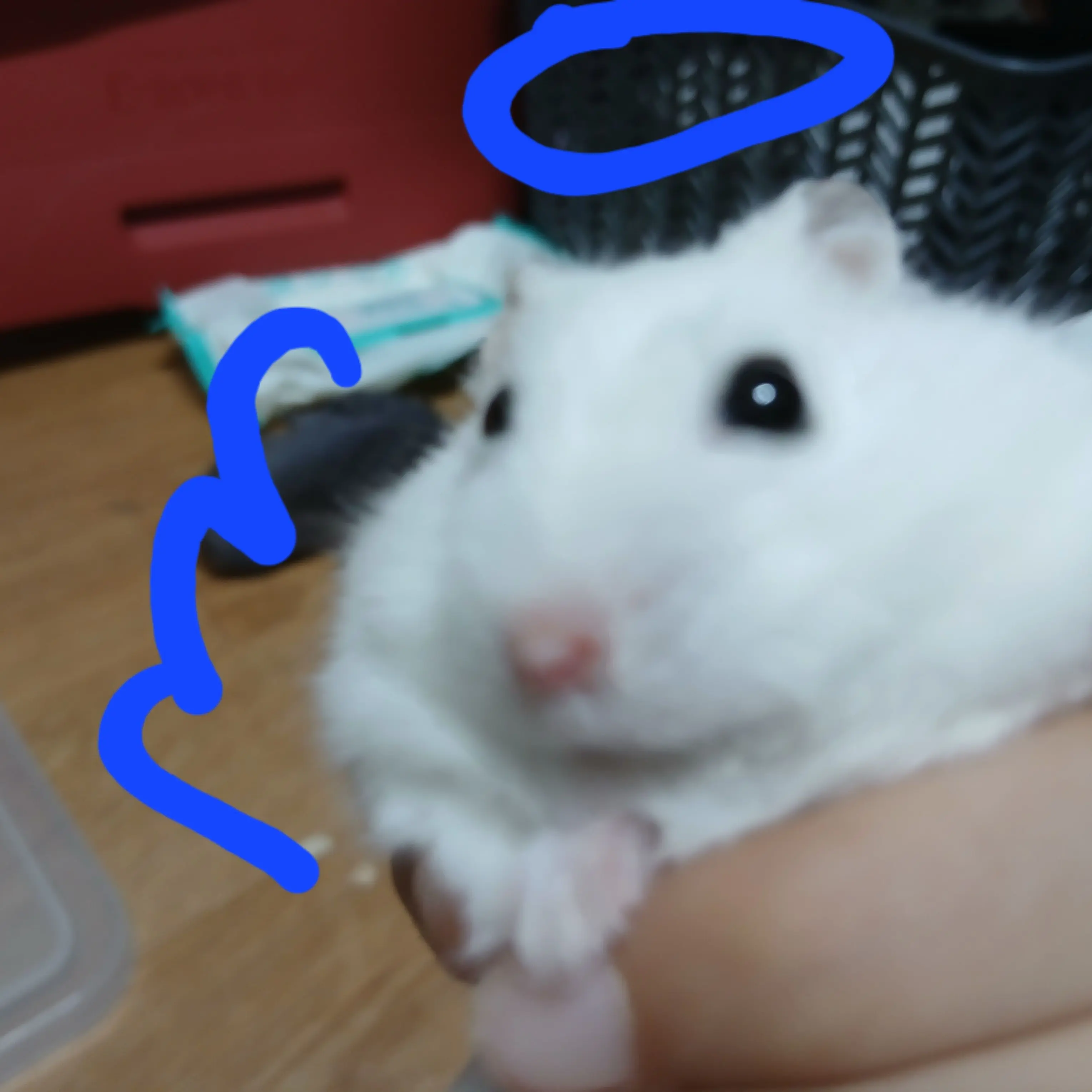 RareBurp2860의 고고프렌즈mt인데 사생팬이 있다?!