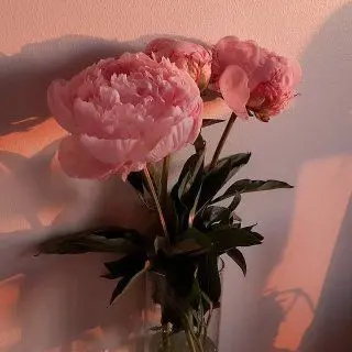 sncnj의 내원실소 시즌2.