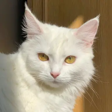 Profile image of Sierra