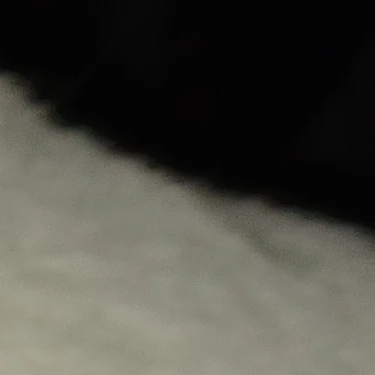 蕾
