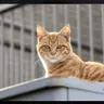 Profile image of 길고양이 세계
