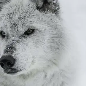 Profile image of グク