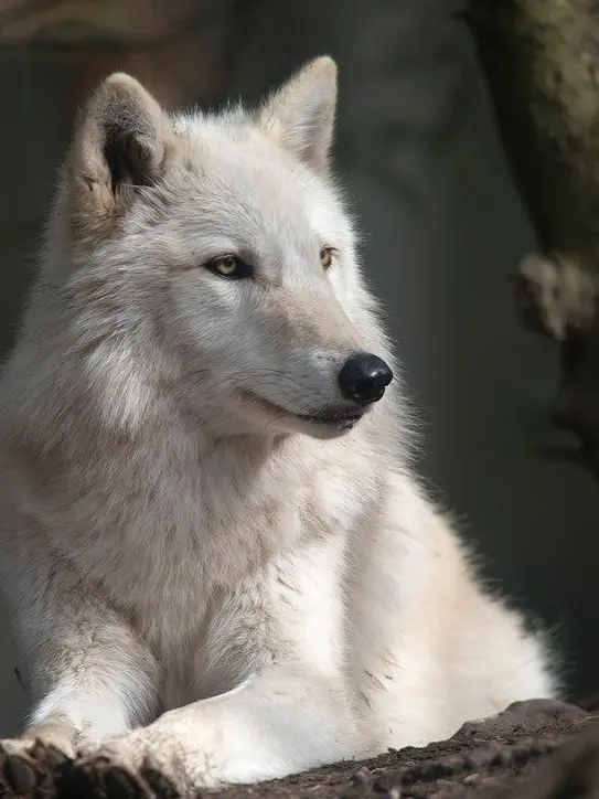 DeafSofa6145의 人間が嫌い  ,