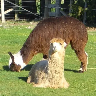 Profile image of 알파카