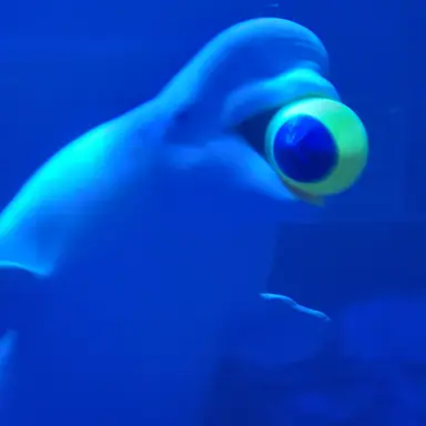 Profile image of 벨루가