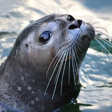 Profile image of 물개